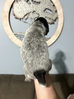 Girl #2, a female German Shorthaired Pointer for sale in Vass, NC – 3 of 5