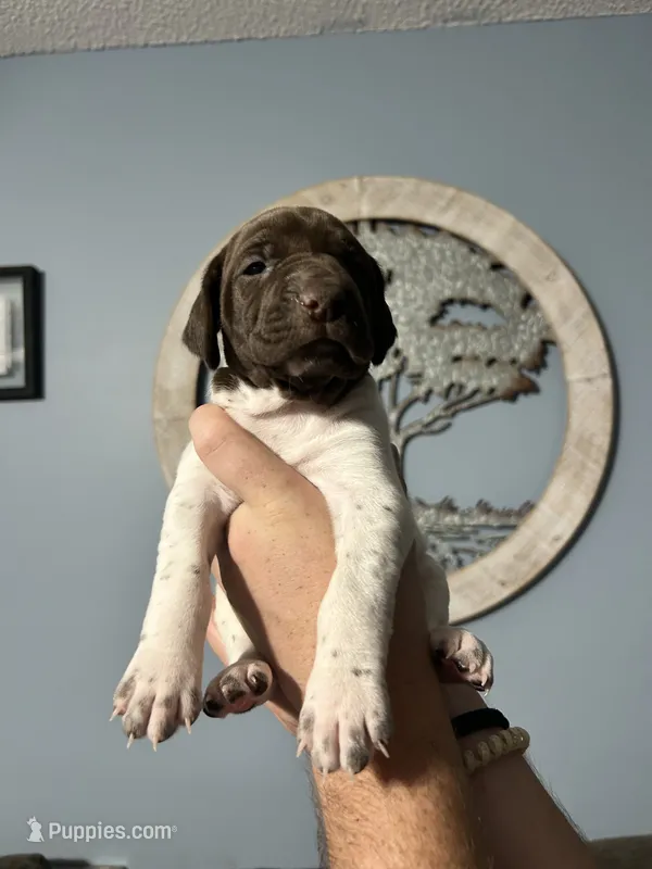 Girl #8 – German Shorthaired Pointer puppy for sale in Vass, NC