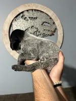 Girl #2, a female German Shorthaired Pointer for sale in Vass, NC – 4 of 5