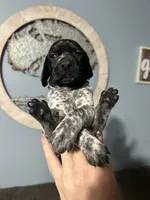 Girl #4, a female German Shorthaired Pointer for sale in Vass, NC – 2 of 6