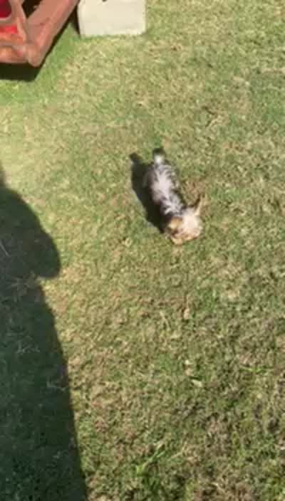 Peter, a male Yorkshire Terrier for sale in Vass, NC – 3 of 3