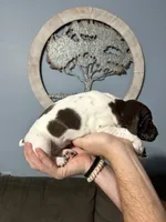 Girl #8, a female German Shorthaired Pointer for sale in Vass, NC – 2 of 5