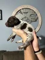 Girl #7, a female German Shorthaired Pointer for sale in Vass, NC – 4 of 5