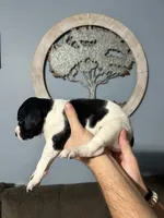 Girl #6, a female German Shorthaired Pointer for sale in Vass, NC – 3 of 5