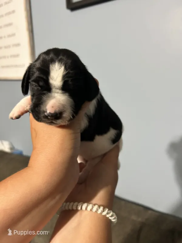 Girl #6 – German Shorthaired Pointer puppy for sale in Vass, NC