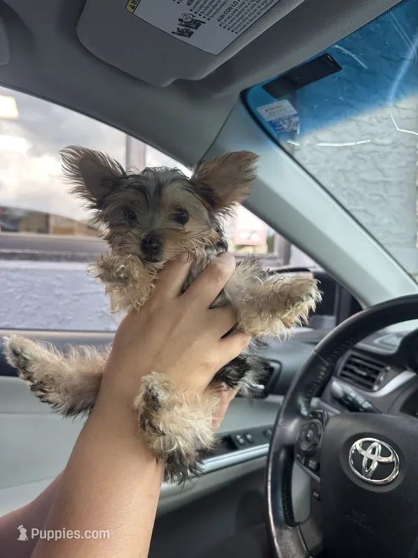 Boy 1 – Yorkshire Terrier puppy for sale in Vass, NC