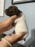 Girl #8, a female German Shorthaired Pointer for sale in Vass, NC – 4 of 4