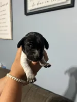 Girl #3, a female German Shorthaired Pointer for sale in Vass, NC – 2 of 4