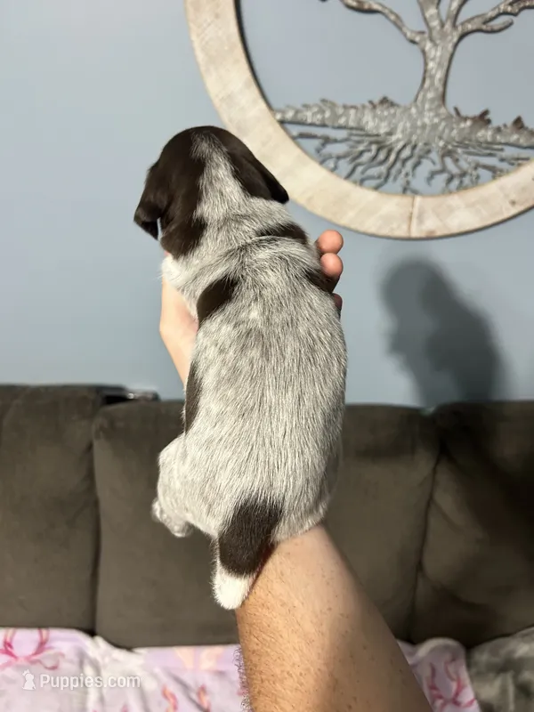 Girl #7 – German Shorthaired Pointer puppy for sale in Vass, NC
