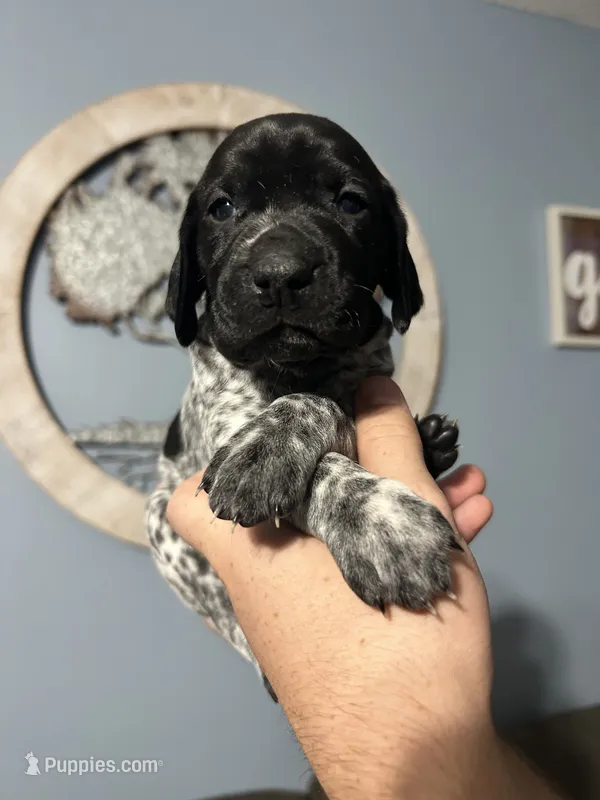 Girl #4 – German Shorthaired Pointer puppy for sale in Vass, NC