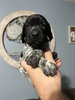 Girl #4, a female German Shorthaired Pointer for sale in Vass, NC – 1 of 6