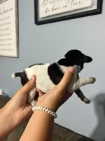Girl #3, a female German Shorthaired Pointer for sale in Vass, NC – 4 of 4