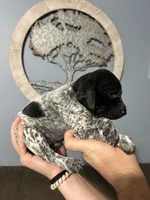 Girl #4, a female German Shorthaired Pointer for sale in Vass, NC – 6 of 6