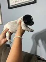 Girl #2, a female German Shorthaired Pointer for sale in Vass, NC – 4 of 4