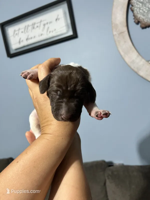Girl #8 – German Shorthaired Pointer puppy for sale in Vass, NC