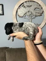Girl #4, a female German Shorthaired Pointer for sale in Vass, NC – 3 of 6
