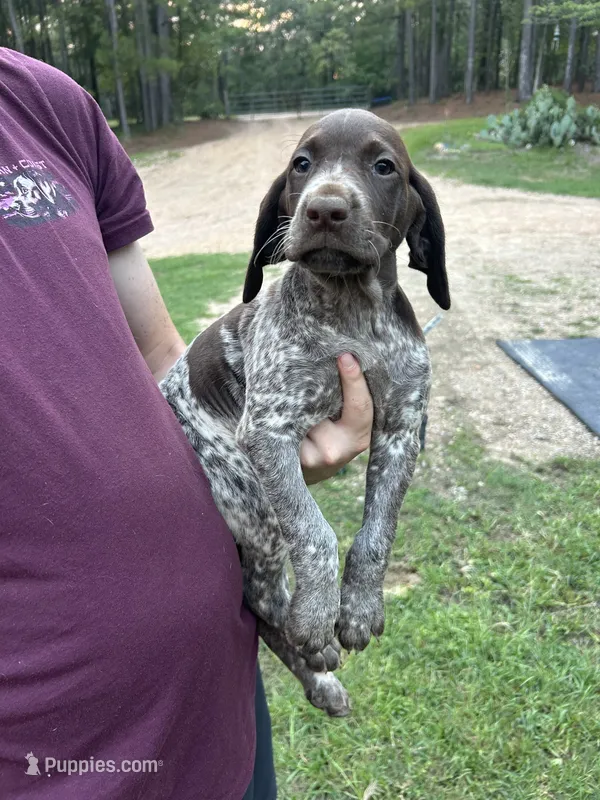 Girl #7 – German Shorthaired Pointer puppy for sale in Vass, NC