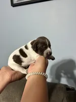 Girl #7, a female German Shorthaired Pointer for sale in Vass, NC – 3 of 4
