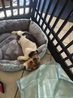 Pharaoh, a male Beagle for sale in Rialto, CA – 2 of 2