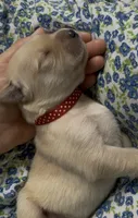 Red boy, a male Golden Retriever for sale in Fremont, OH – 5 of 6
