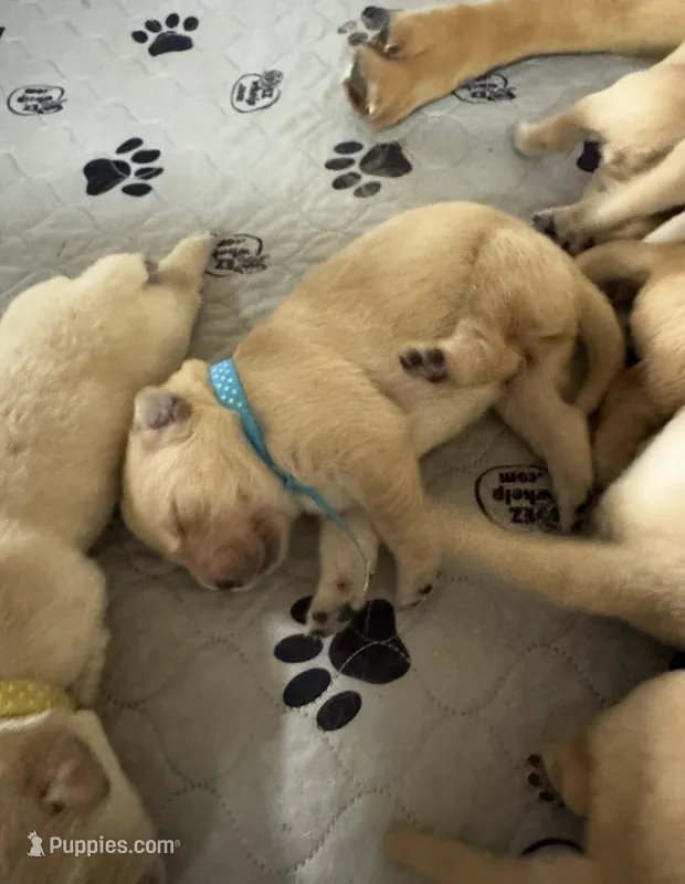 Blue boy – Golden Retriever puppy for sale in Fremont, OH