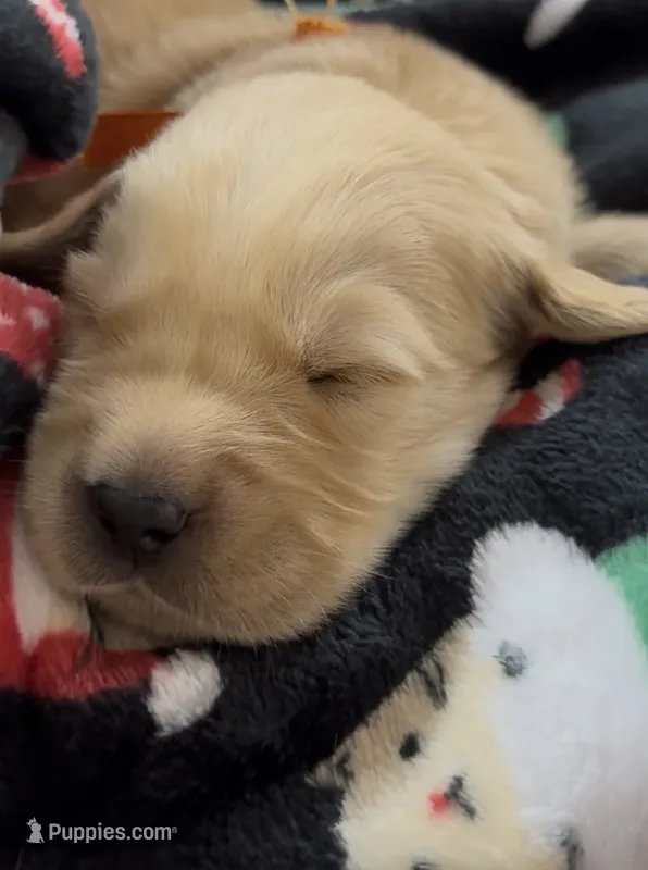 Orange Boy – Golden Retriever puppy for sale in Fremont, OH