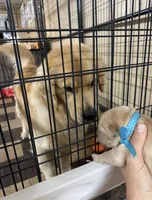 Blue boy, a male Golden Retriever for sale in Fremont, OH – 5 of 5