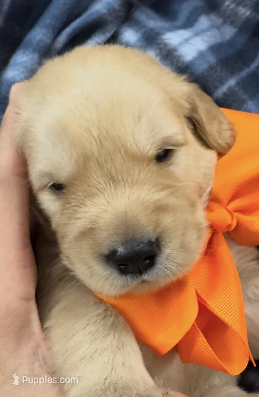 Orange Boy – Golden Retriever puppy for sale in Fremont, OH