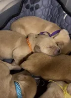 Orange Boy, a male Golden Retriever for sale in Fremont, OH – 1 of 7