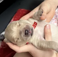 Red boy, a male Golden Retriever for sale in Fremont, OH – 4 of 6