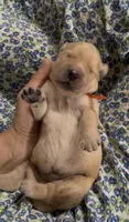 Orange Boy, a male Golden Retriever for sale in Fremont, OH – 3 of 7