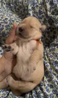 Orange Boy, a male Golden Retriever for sale in Fremont, OH – 2 of 7
