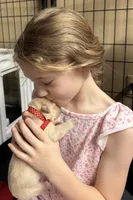 Red boy, a male Golden Retriever for sale in Fremont, OH – 3 of 6