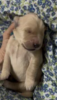 Blue boy, a male Golden Retriever for sale in Fremont, OH – 2 of 5