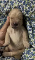 Blue boy, a male Golden Retriever for sale in Fremont, OH – 3 of 5