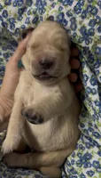 Blue boy, a male Golden Retriever for sale in Fremont, OH – 4 of 5