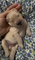 Red boy, a male Golden Retriever for sale in Fremont, OH – 2 of 6