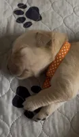 Orange Boy, a male Golden Retriever for sale in Fremont, OH – 4 of 7
