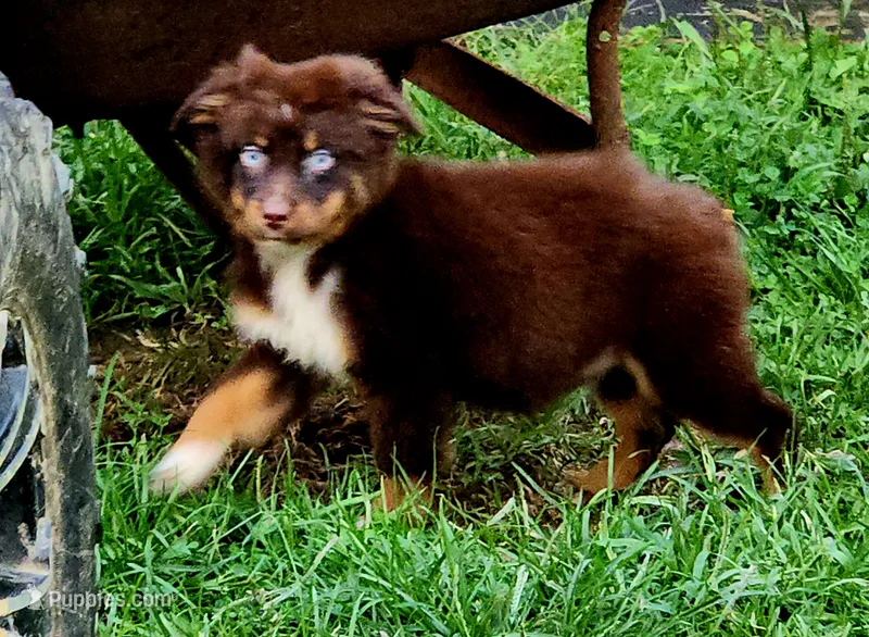 Salina – Australian Shepherd puppy for sale in Marion, VA