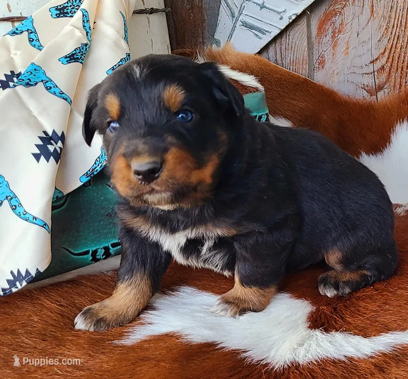 Moonshine – Australian Shepherd puppy for sale in Marion, VA