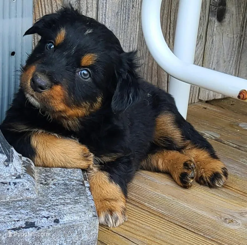 Moonshine – Australian Shepherd puppy for sale in Marion, VA
