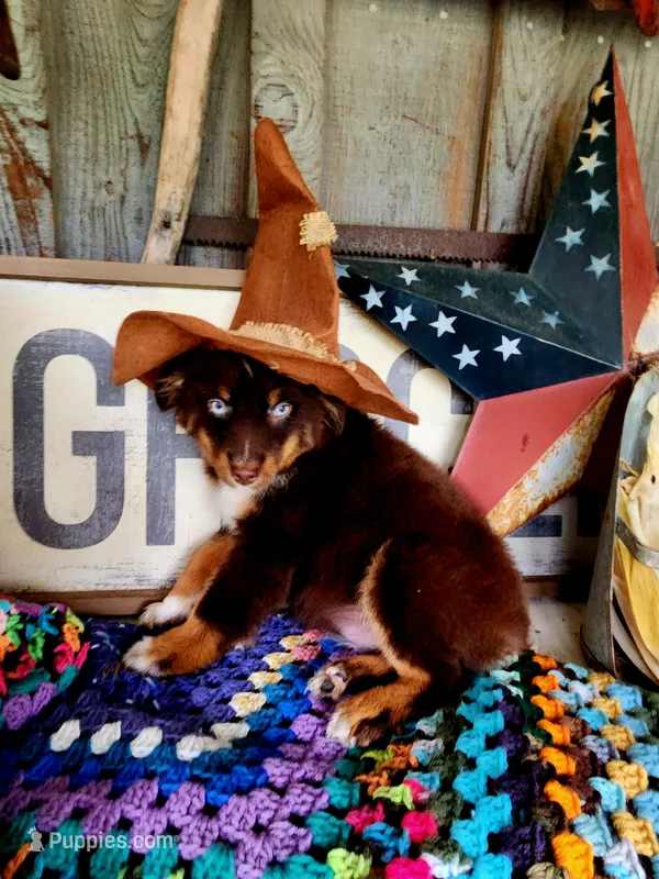Salina – Australian Shepherd puppy for sale in Marion, VA