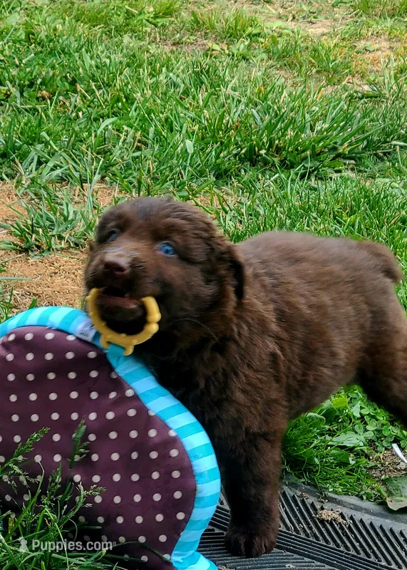 Rodeo – Australian Shepherd puppy for sale in Marion, VA