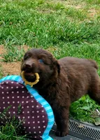 Rodeo, a male Australian Shepherd for sale in Marion, VA – 1 of 6