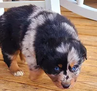 Shimmer, a female Australian Shepherd for sale in Marion, VA – 2 of 3