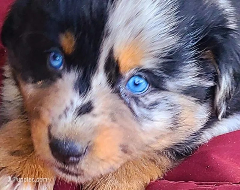 Shimmer – Australian Shepherd puppy on hold in Marion, VA