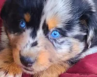 Shimmer, a female Australian Shepherd for sale in Marion, VA – 1 of 3