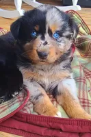Shimmer, a female Australian Shepherd for sale in Marion, VA – 3 of 3