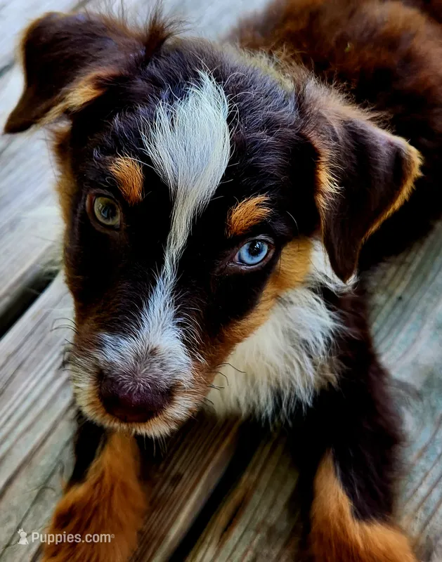 Ranger – Australian Shepherd puppy for sale in Marion, VA