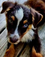 Ranger, a male Australian Shepherd for sale in Marion, VA – 1 of 1